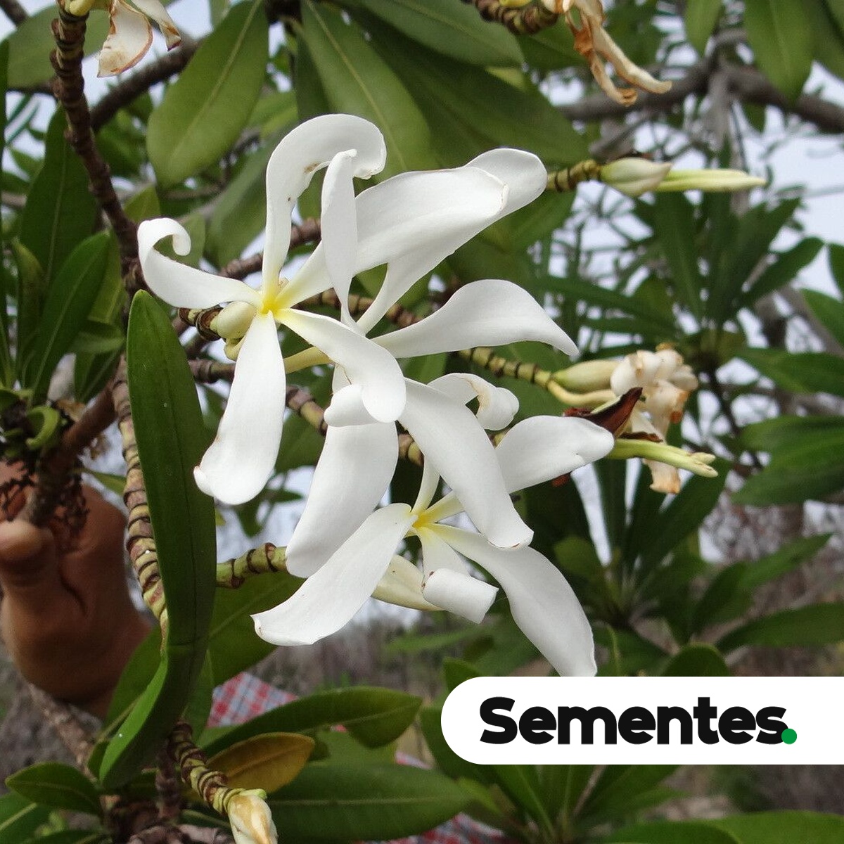 Himatanthus phagedaenicus (Mart.) Woodson 2