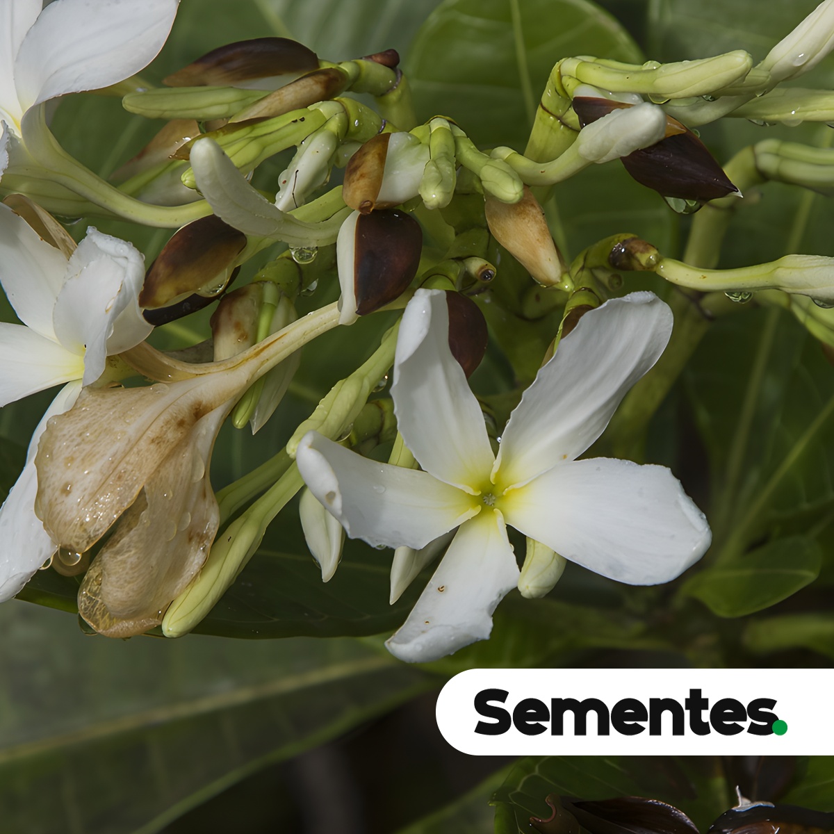 Himatanthus phagedaenicus (Mart.) Woodson 4
