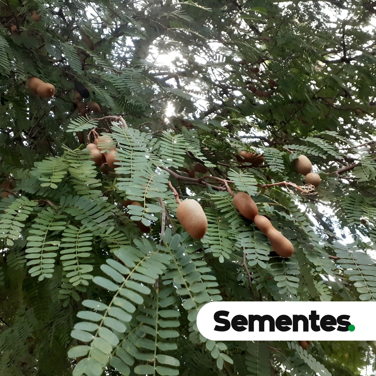 Tamarindus indica L. 4