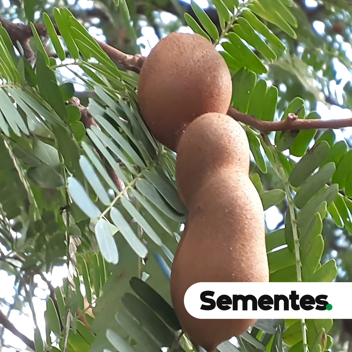 Tamarindus indica L. 5