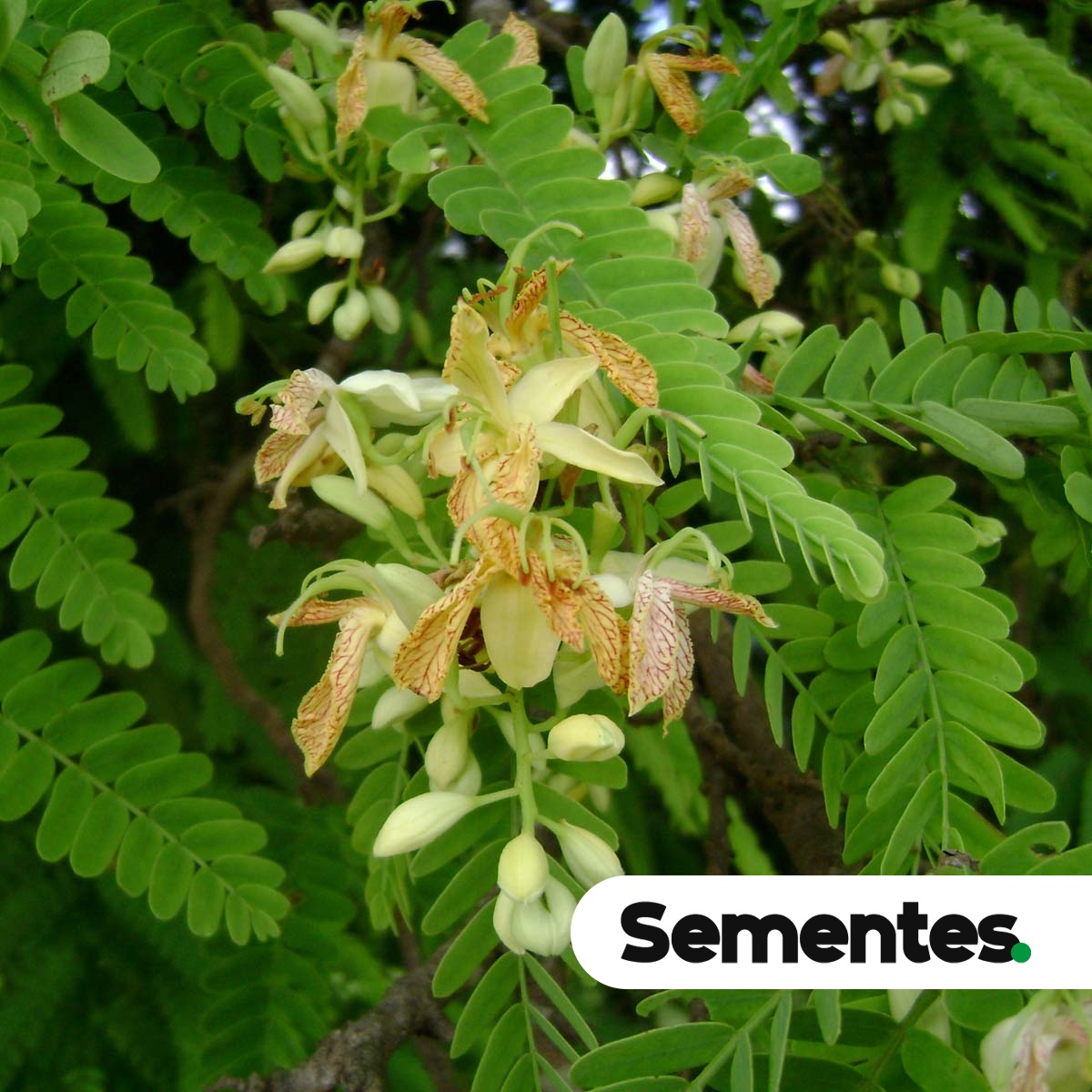 Tamarindus indica L. 6
