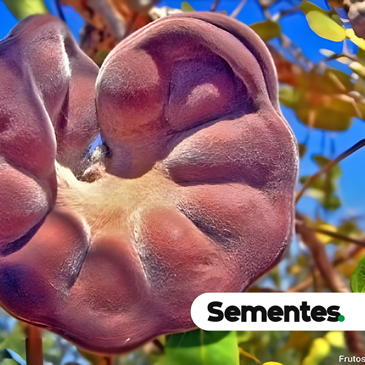 Sementes de Enterolobium gummiferum