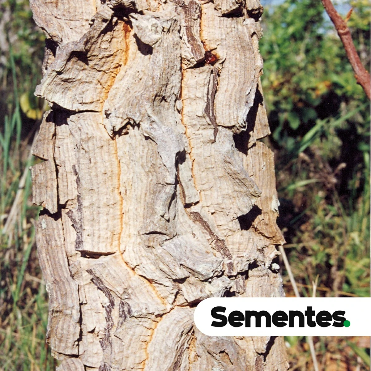 Enterolobium gummiferum (Mart.) J.F.Macbr. 3