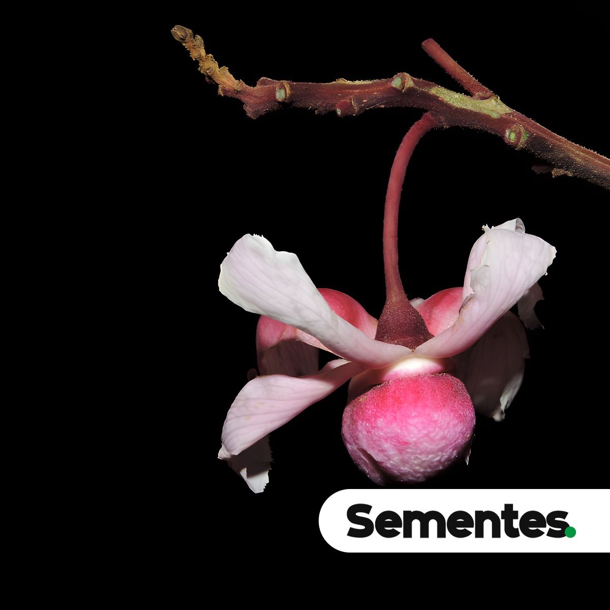 Couratari guianensis Aubl.