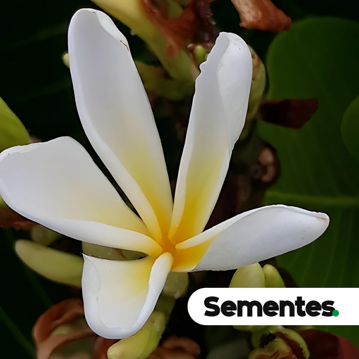 Sementes de pau-de-leite