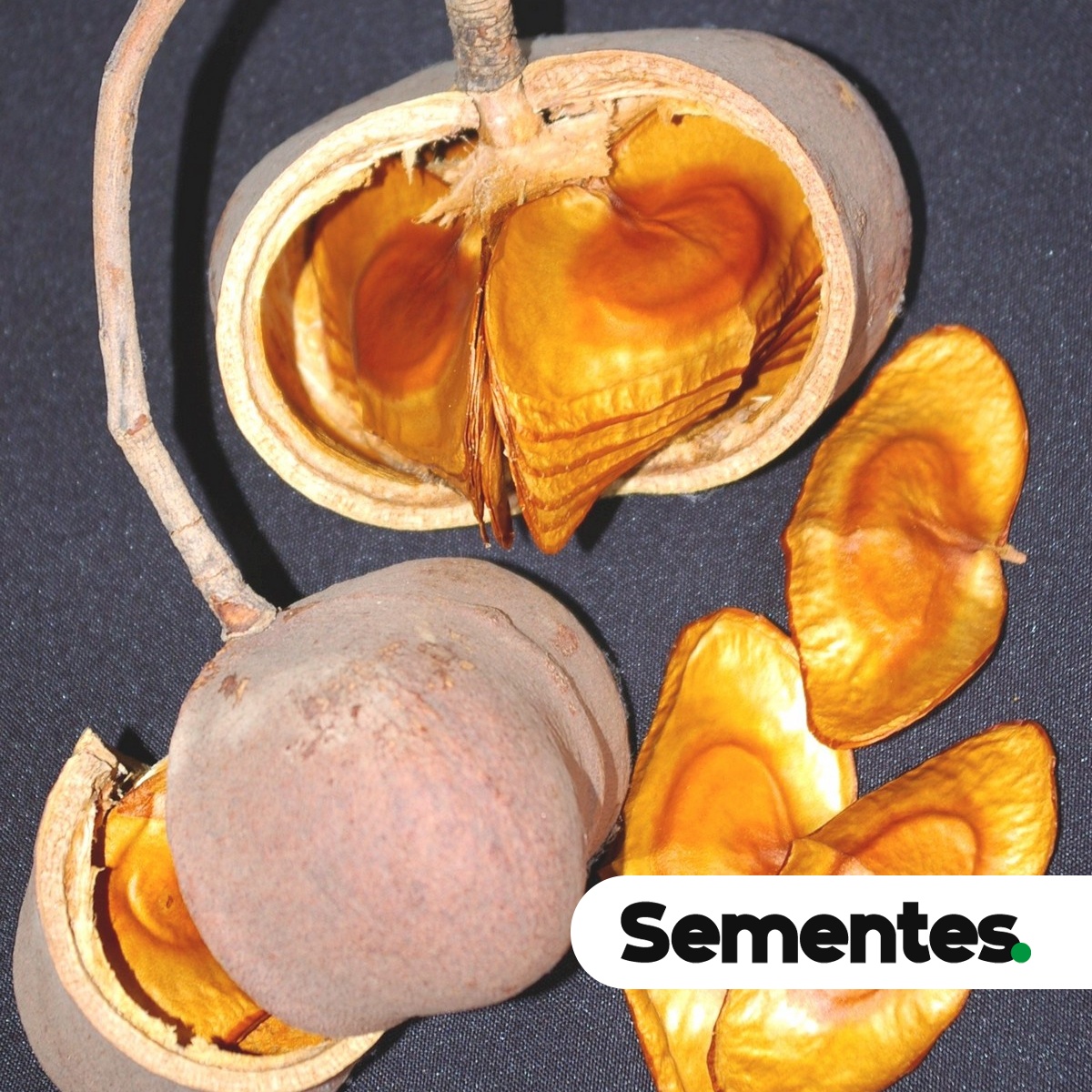 Magonia pubescens A.St.-Hil. 4