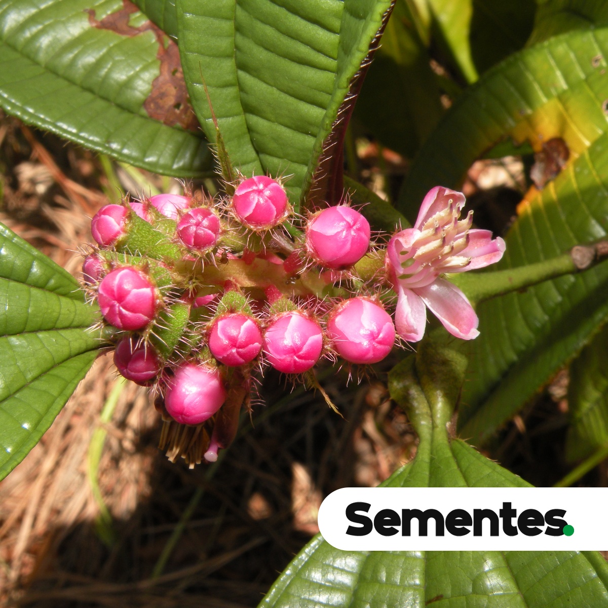 Tococa guianensis Aubl.