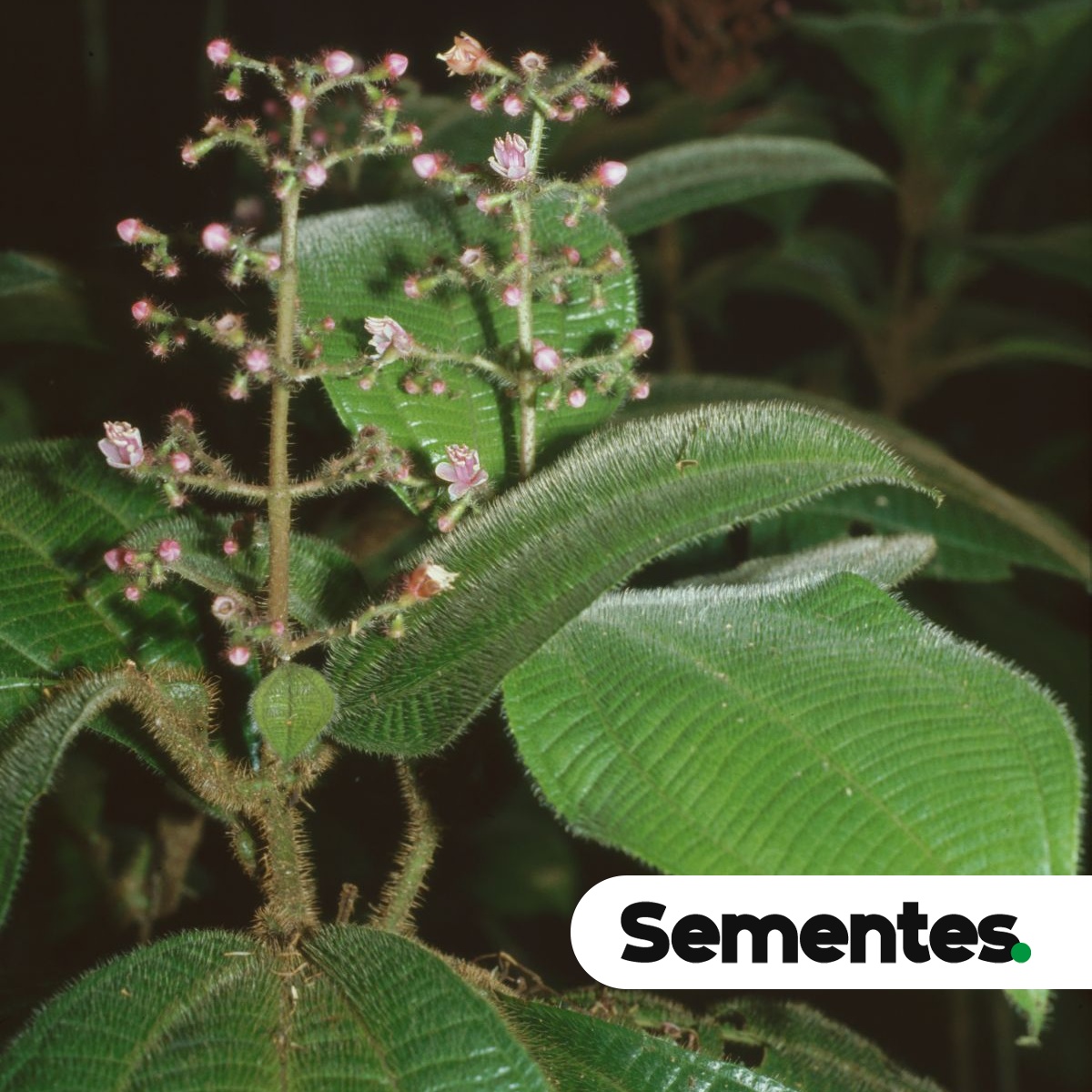 Tococa guianensis Aubl. 2