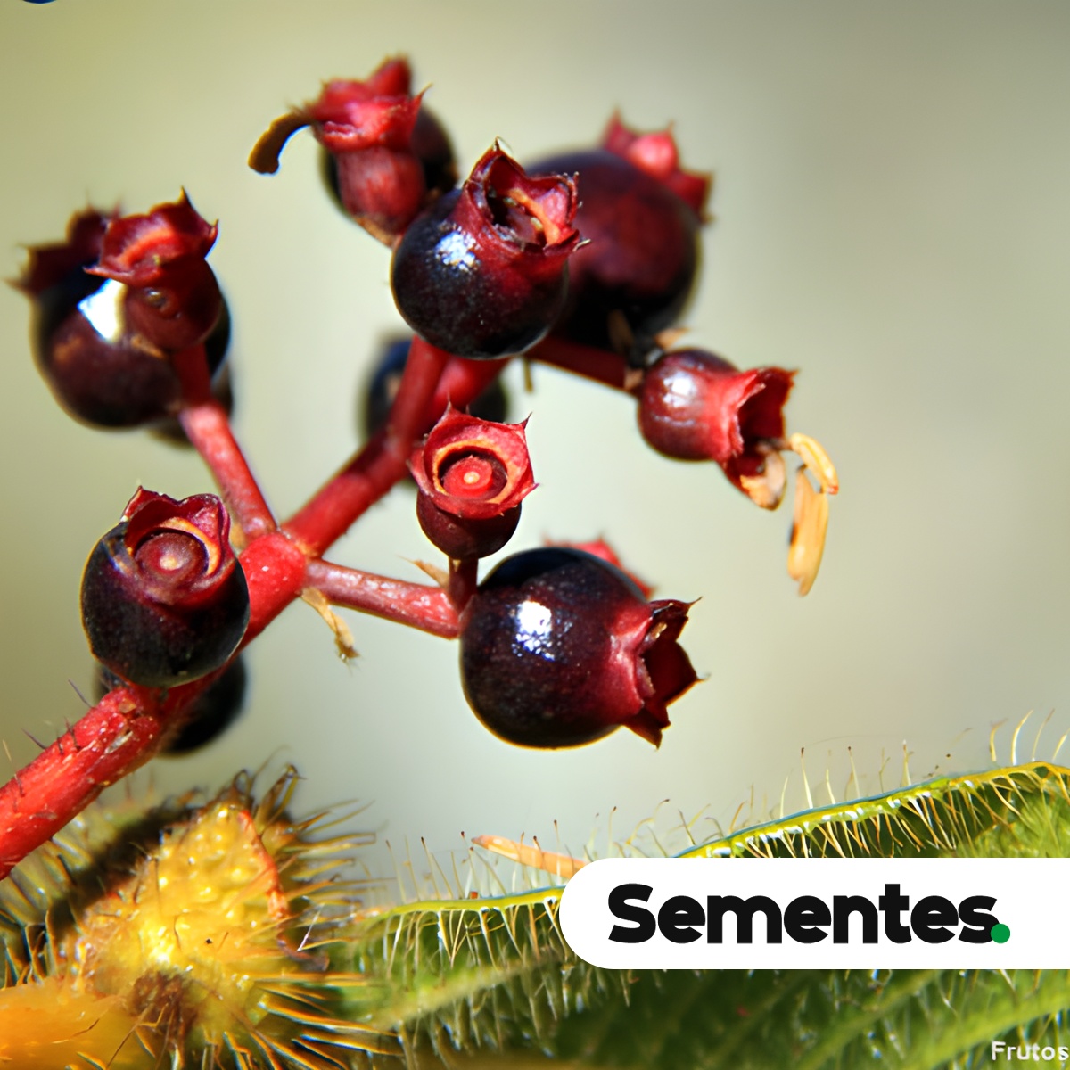 Tococa guianensis Aubl. 3