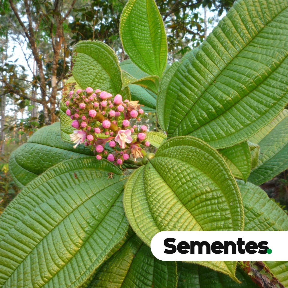 Tococa guianensis Aubl. 4