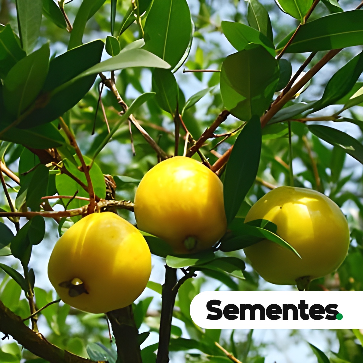 Espécie Uvaia (Eugenia pyriformis) para restauração ecológica