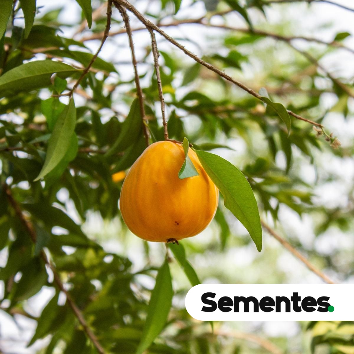 Eugenia pyriformis Cambess. 3