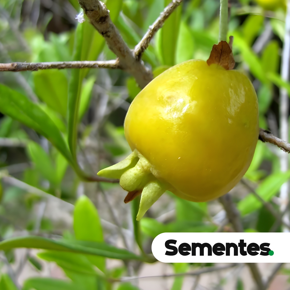 Eugenia pyriformis Cambess. 4