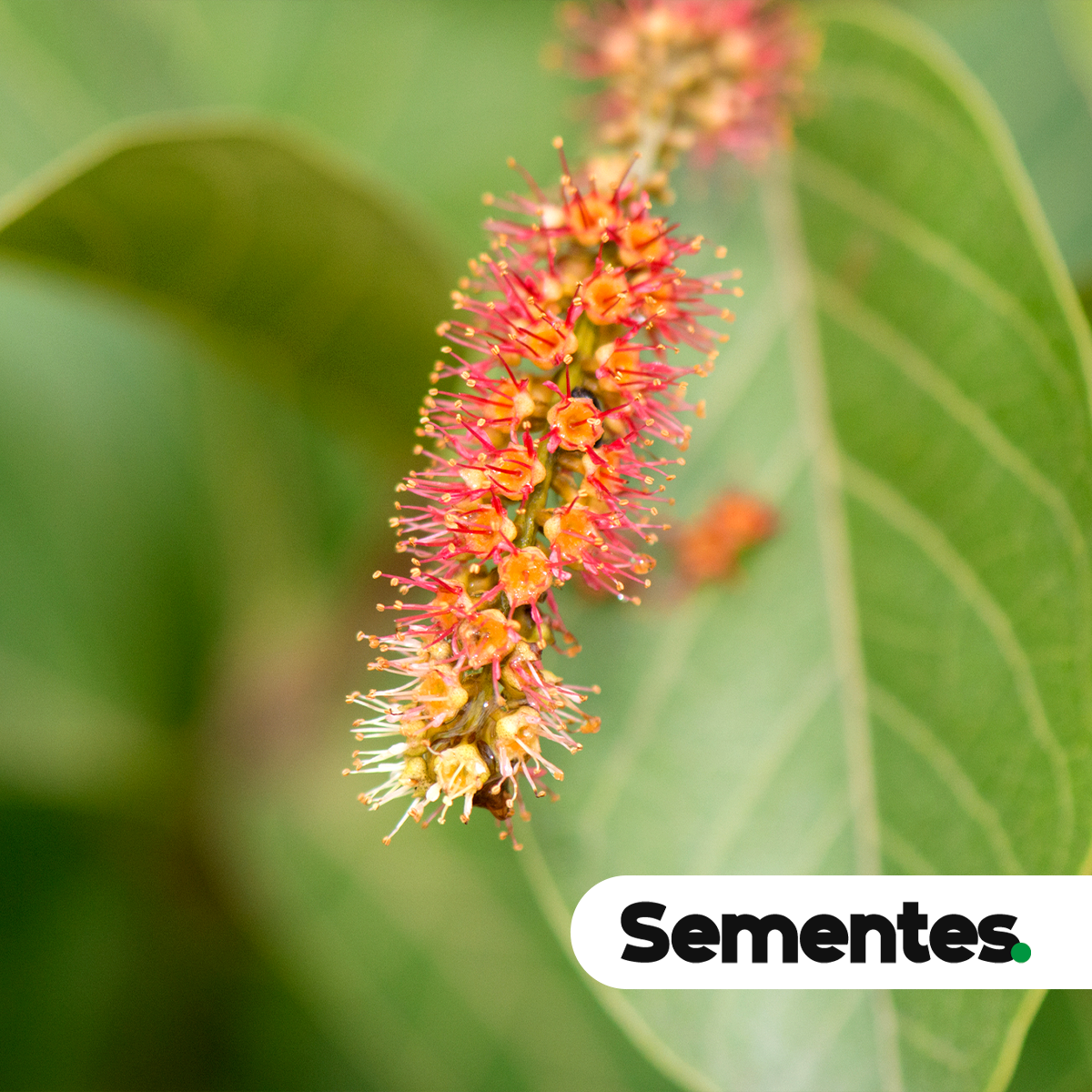 Combretum mellifluum Eichler 2
