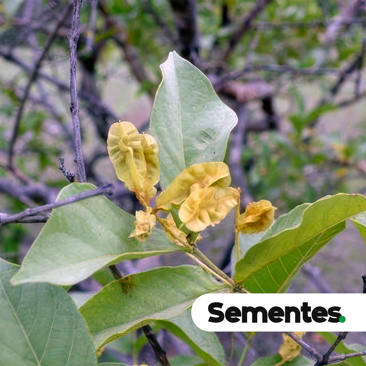Combretum mellifluum Eichler 3