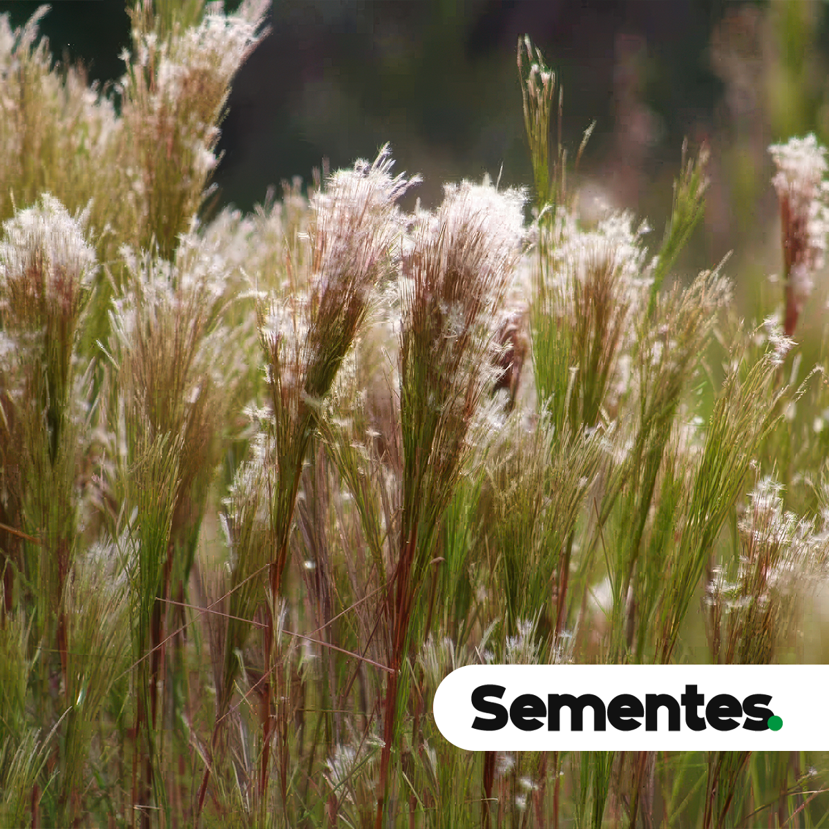 Andropogon bicornis L. 2