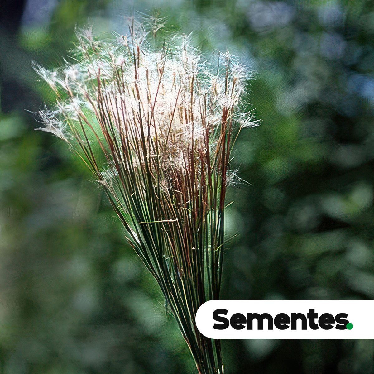 Andropogon bicornis L. 3