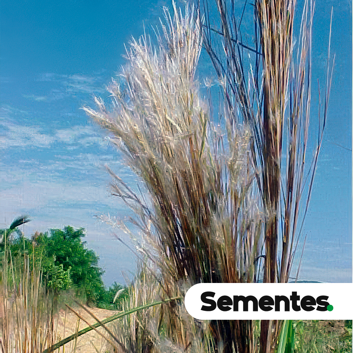 Andropogon bicornis L. 4