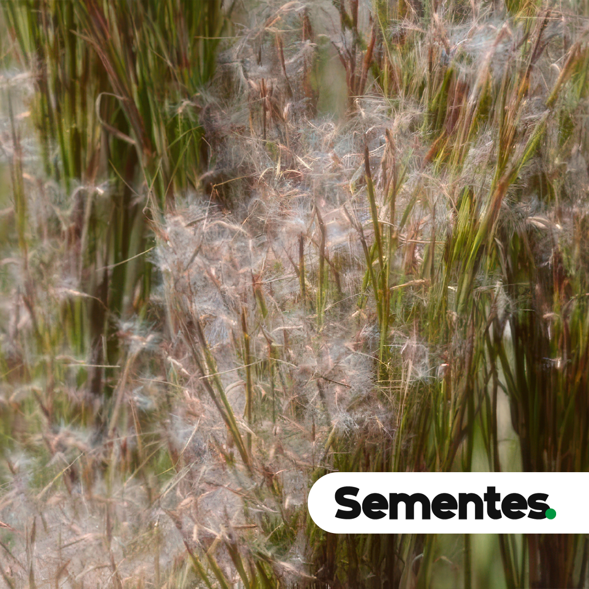 Andropogon bicornis L. 6