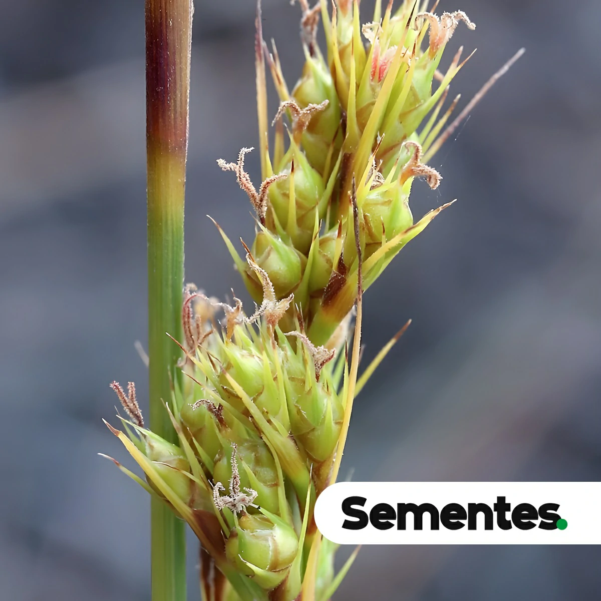 Sementes de Lagenocarpus rigidus