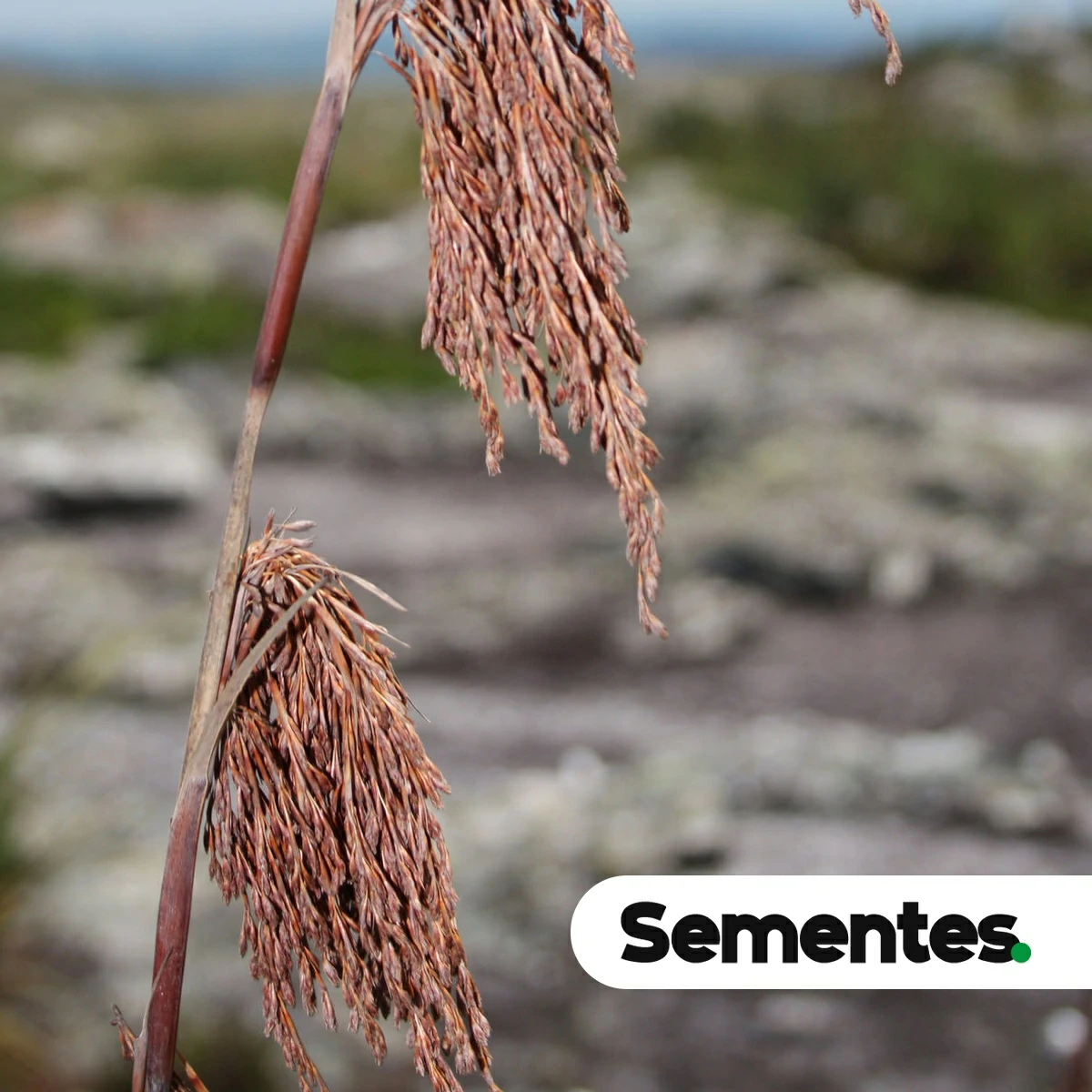Lagenocarpus rigidus Nees 2