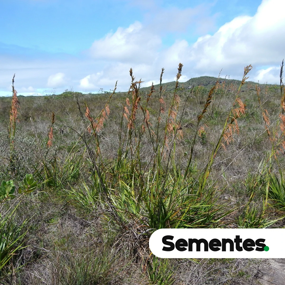 Lagenocarpus rigidus Nees 4