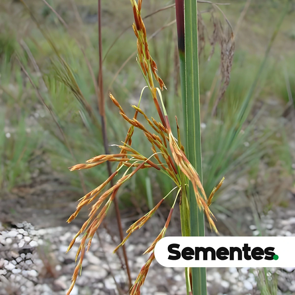 Lagenocarpus rigidus Nees 5