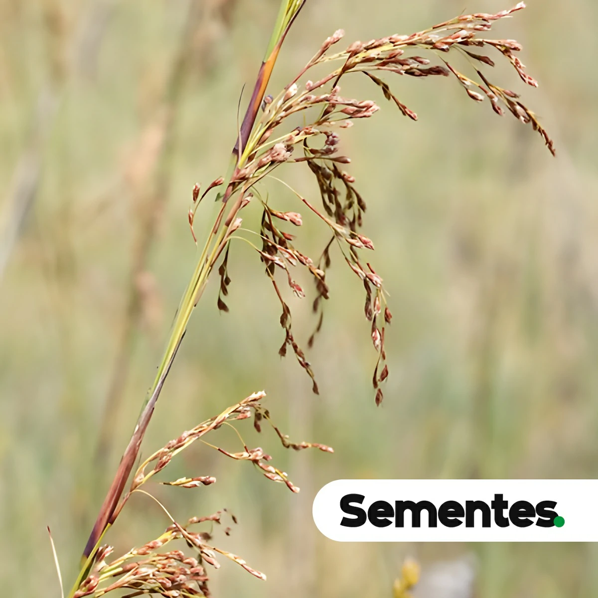 Lagenocarpus rigidus Nees 6
