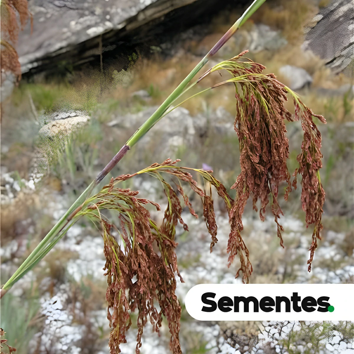 Lagenocarpus rigidus Nees 7