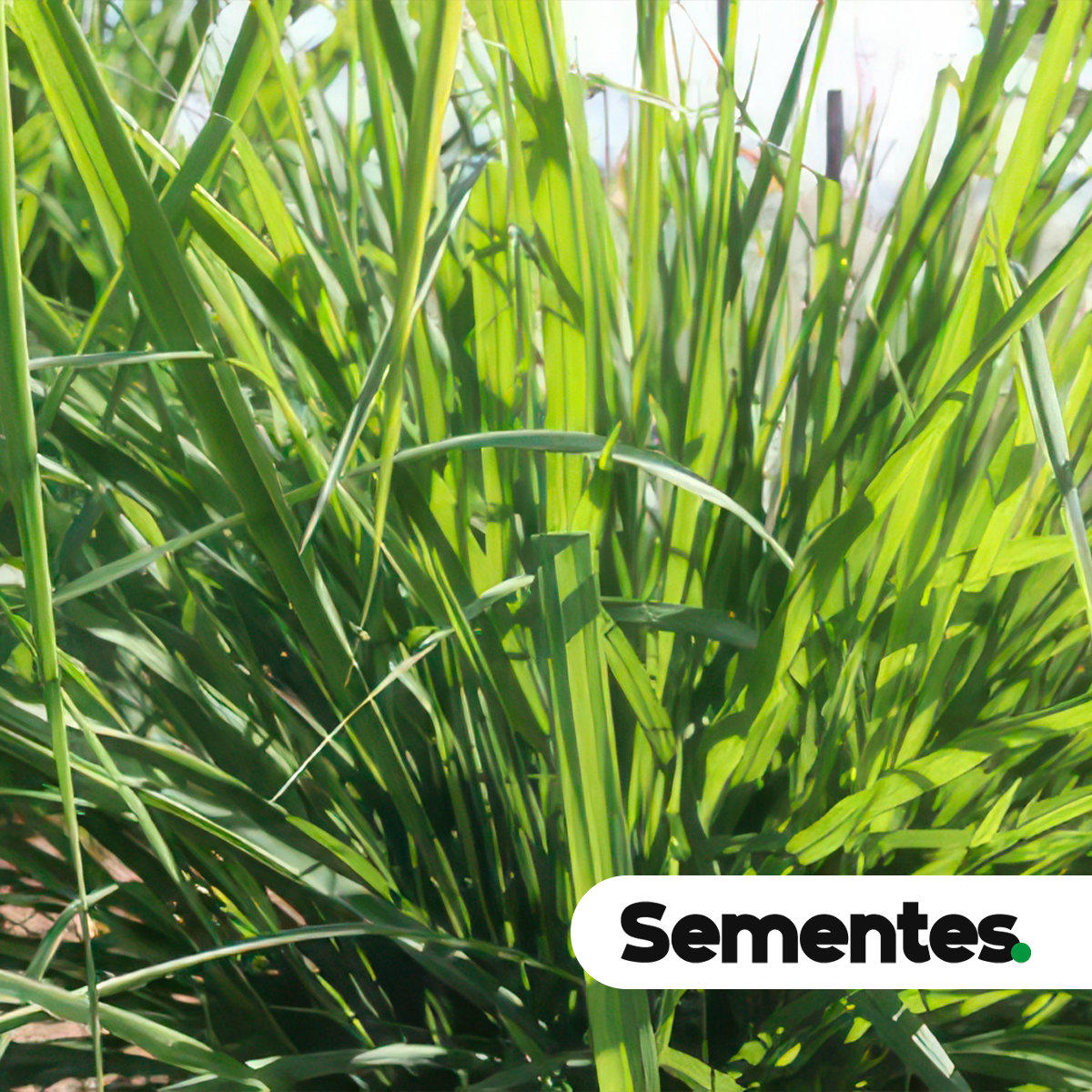 Sementes de Andropogon fastigiatus
