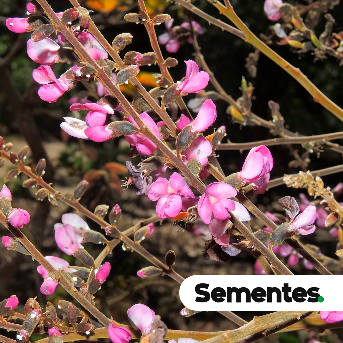 Sementes de angelim preto
