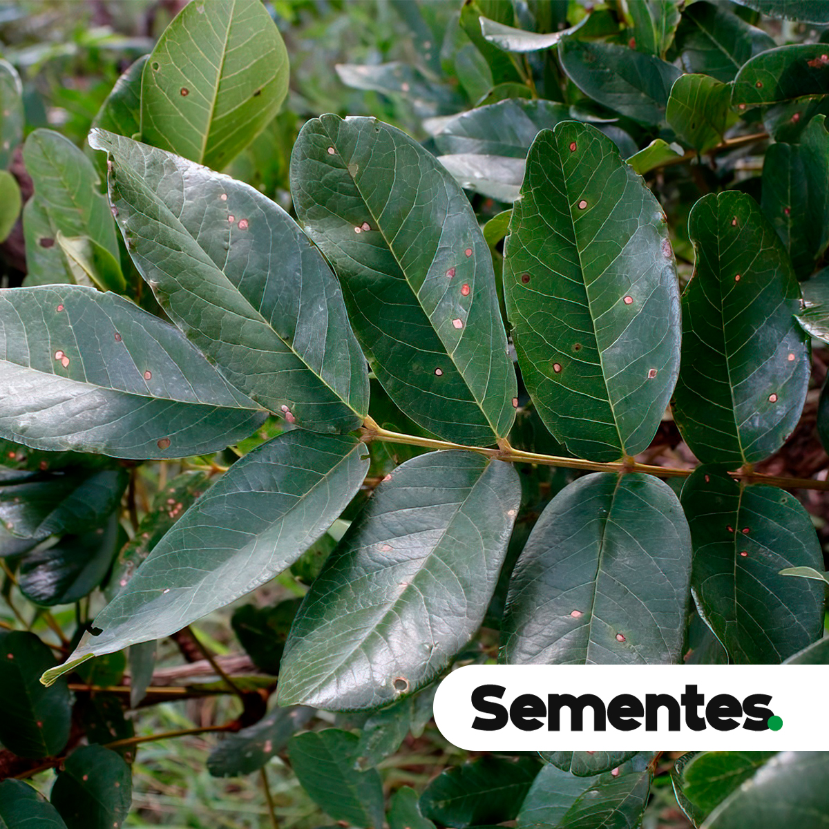 Andira vermifuga (Mart.) Benth. 2