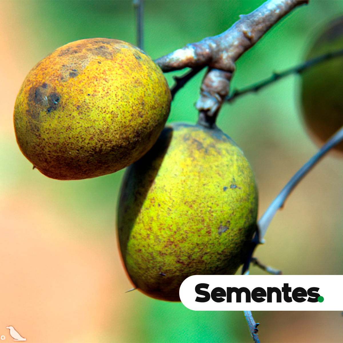 Andira vermifuga (Mart.) Benth. 4