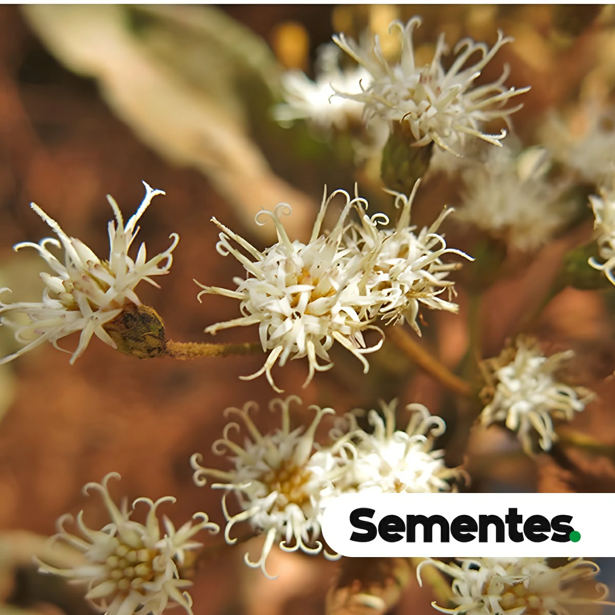 Espécie Vernonanthura polyanthes (Vernonanthura polyanthes) para restauração ecológica