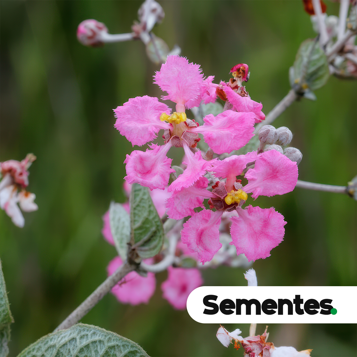 Sementes de Banisteriopsis campestris