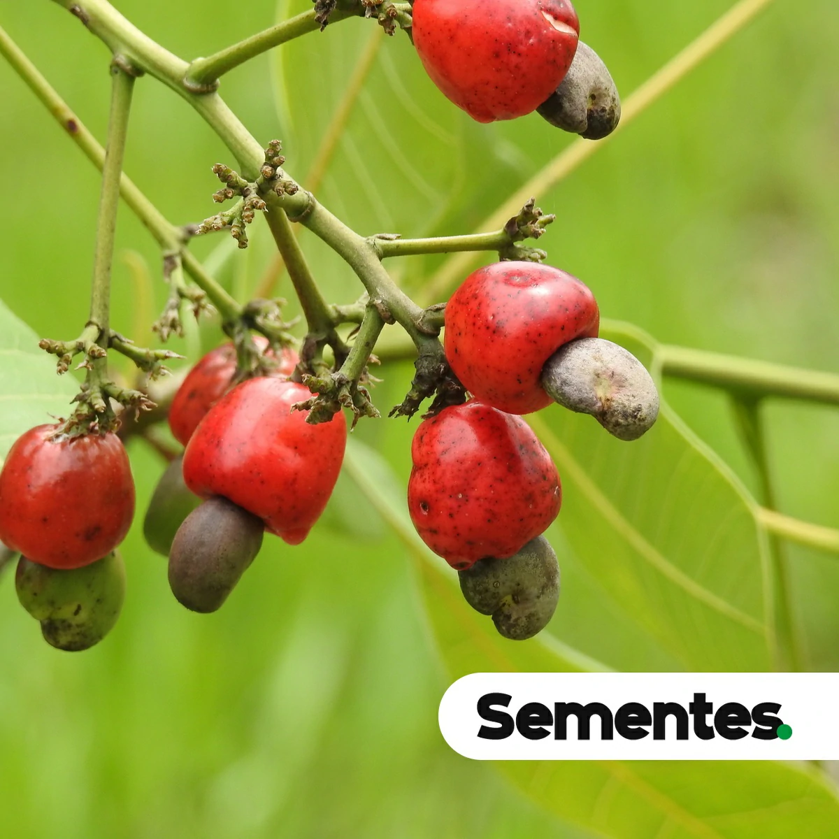 Sementes de caju-do-cerrado