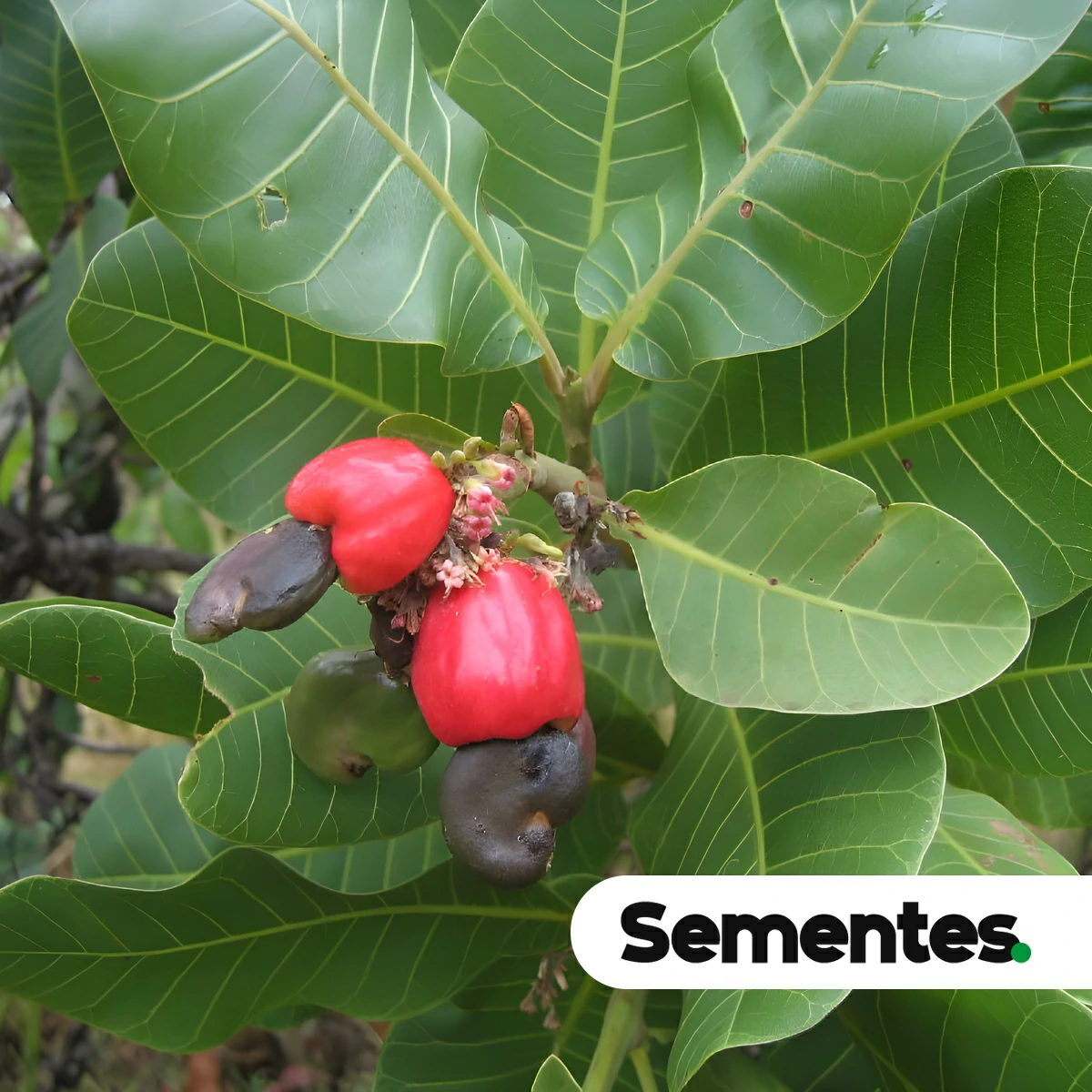 Anacardium humile A.St.-Hil. 2