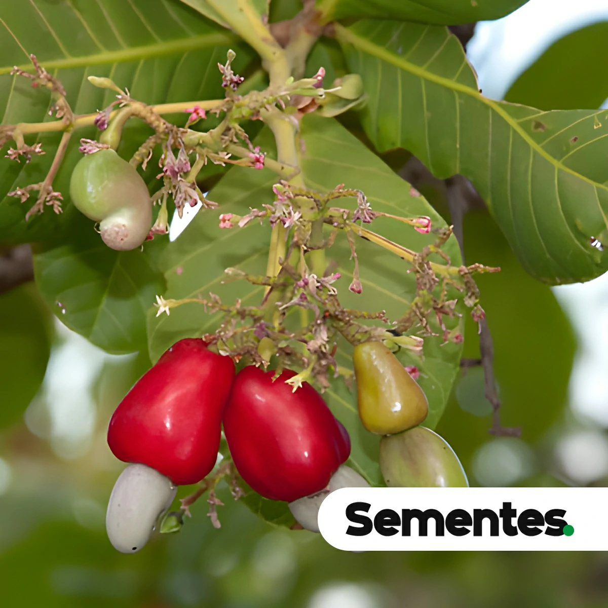 Anacardium humile A.St.-Hil. 3
