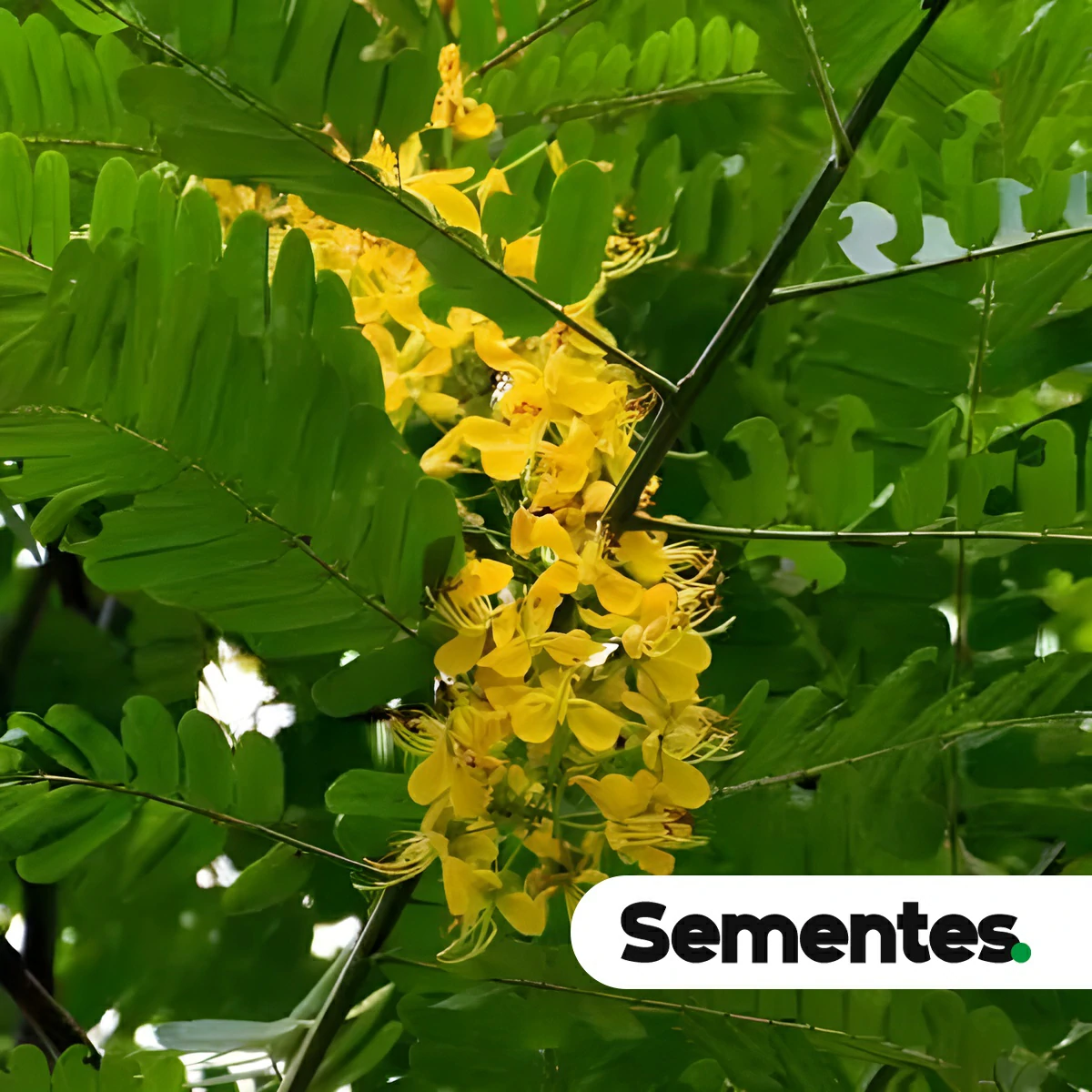 Sementes de Cassia ferruginea