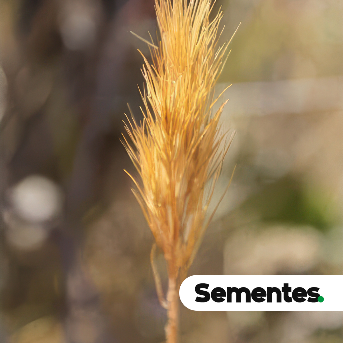 Espécie Aristida gibbosa (Aristida gibbosa) para restauração ecológica