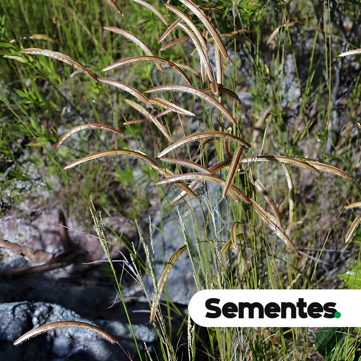 Paspalum stellatum Humb. & Bonpl. ex Flüggé 2