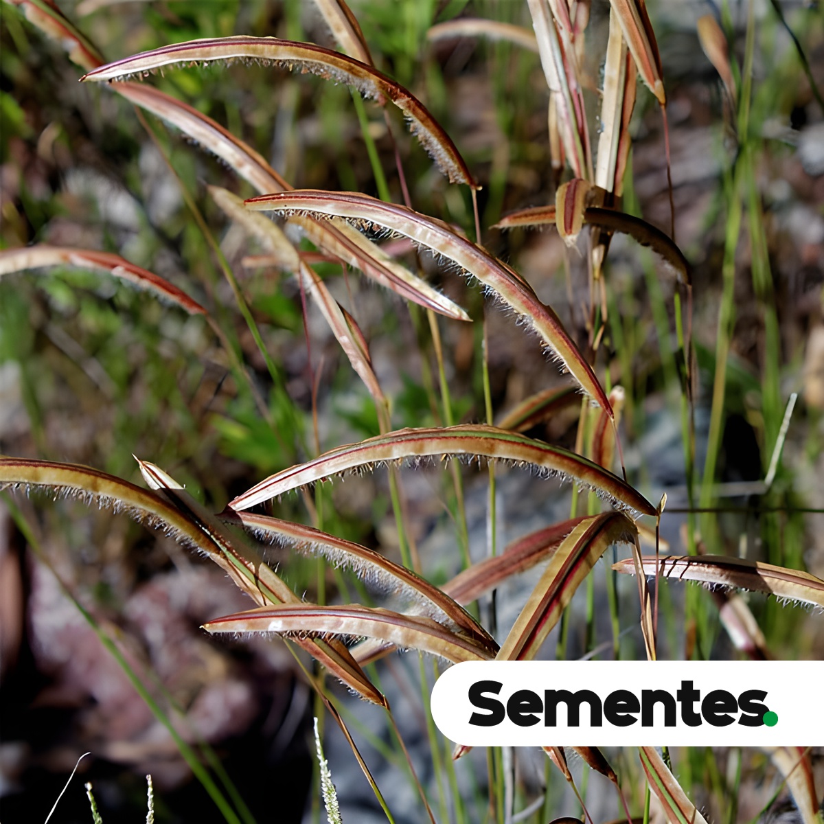 Paspalum stellatum Humb. & Bonpl. ex Flüggé 3