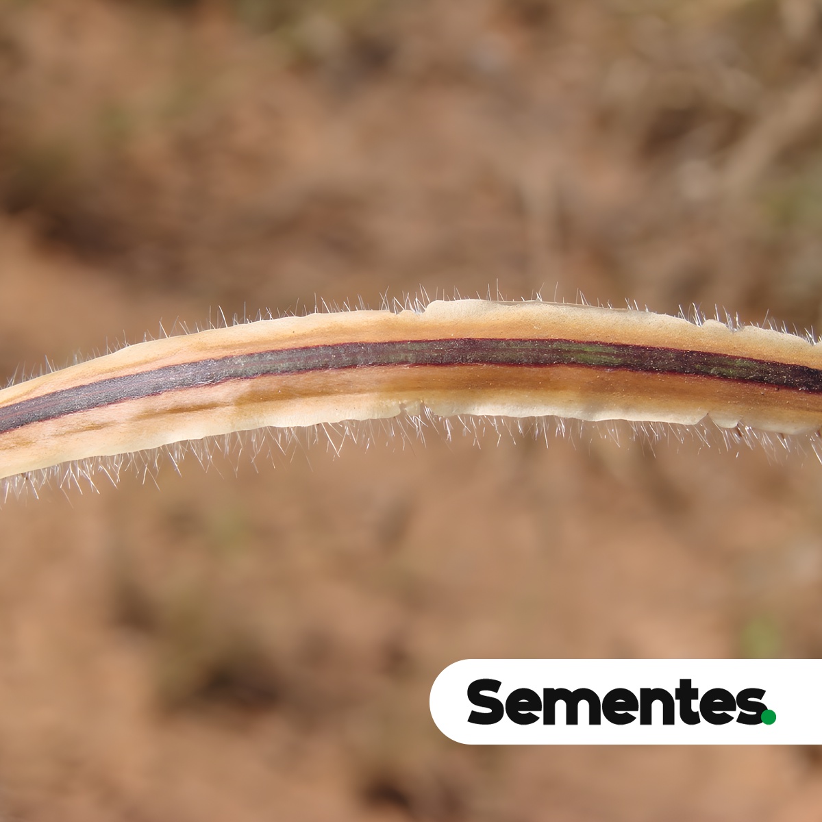 Paspalum stellatum Humb. & Bonpl. ex Flüggé 5