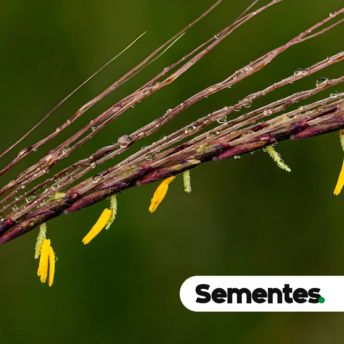 Espécie Trachypogon spicatus (Trachypogon spicatus) para restauração ecológica