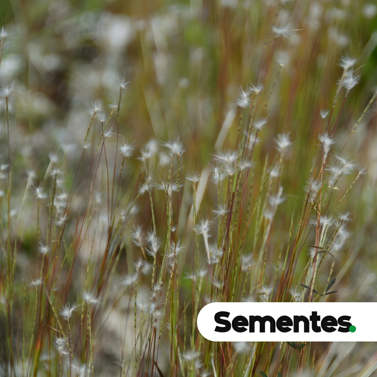 Sementes de Schizachyrium sanguineum