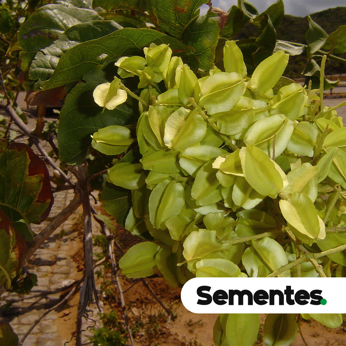Combretum leprosum Mart.