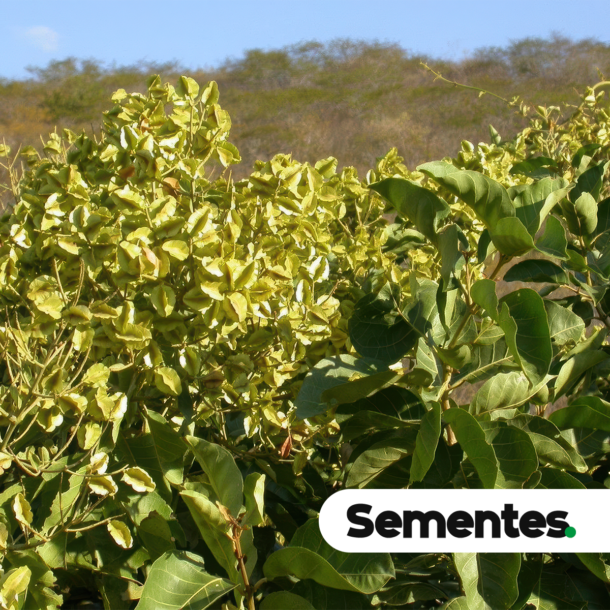 Combretum leprosum Mart. 2