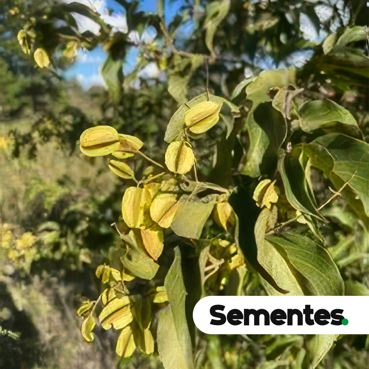 Combretum leprosum Mart. 3