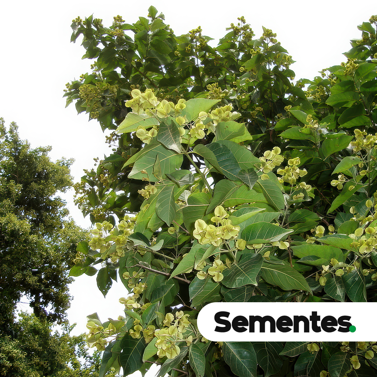 Combretum leprosum Mart. 4