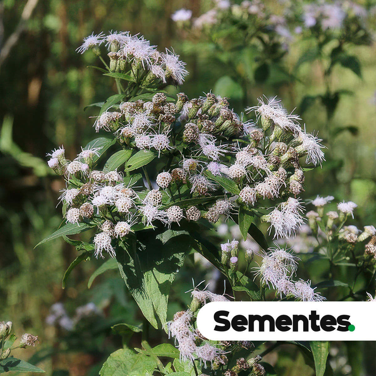 Sementes de Chromolaena maximiliani